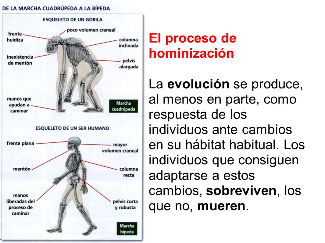 El proceso de hominización La evolución se produce, al menos en parte, como respuesta de los individuos ante cambios en su hábitat habitual.