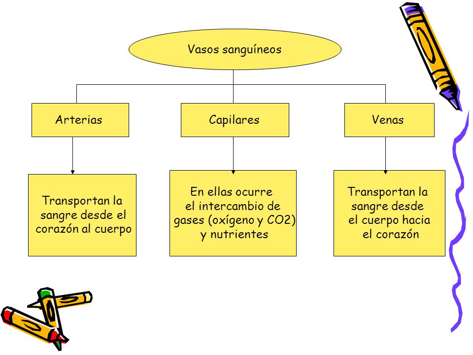 Vasos sanguíneos Arterias. Capilares. Venas. En ellas ocurre. el intercambio de. gases (oxígeno y CO2)
