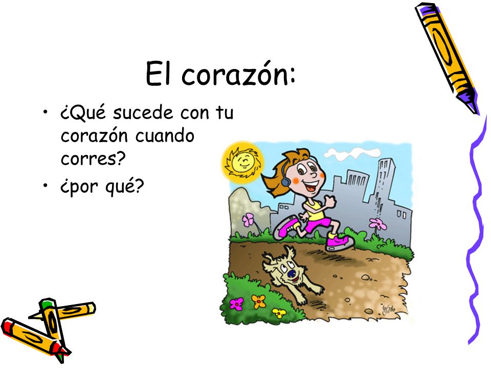 El corazón: ¿Qué sucede con tu corazón cuando corres ¿por qué