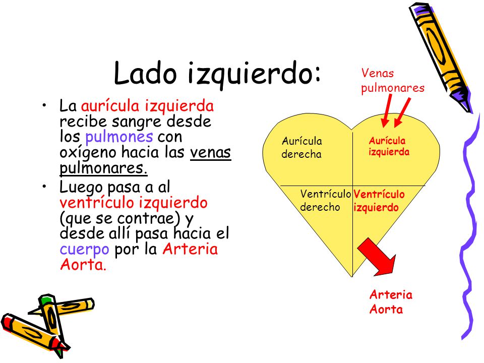 Lado izquierdo: Venas pulmonares. La aurícula izquierda recibe sangre desde los pulmones con oxígeno hacia las venas pulmonares.