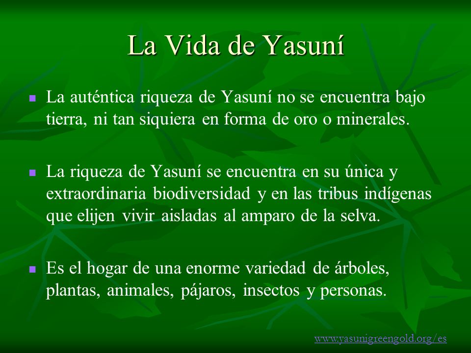La Vida de Yasuní La auténtica riqueza de Yasuní no se encuentra bajo tierra, ni tan siquiera en forma de oro o minerales.