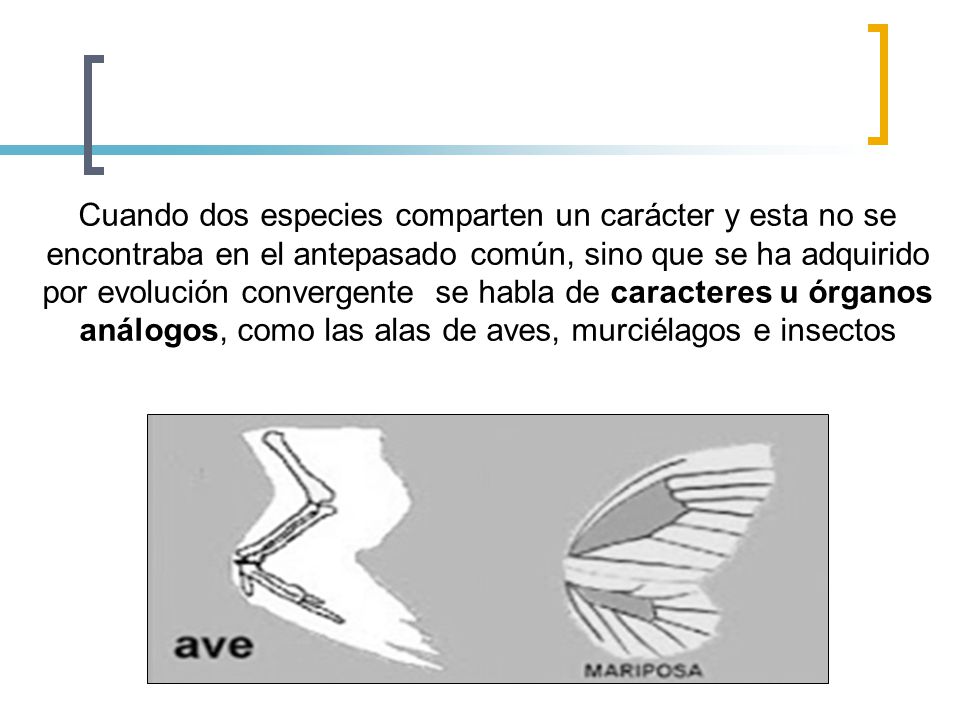 Cuando dos especies comparten un carácter y esta no se encontraba en el antepasado común, sino que se ha adquirido por evolución convergente se habla de caracteres u órganos análogos, como las alas de aves, murciélagos e insectos