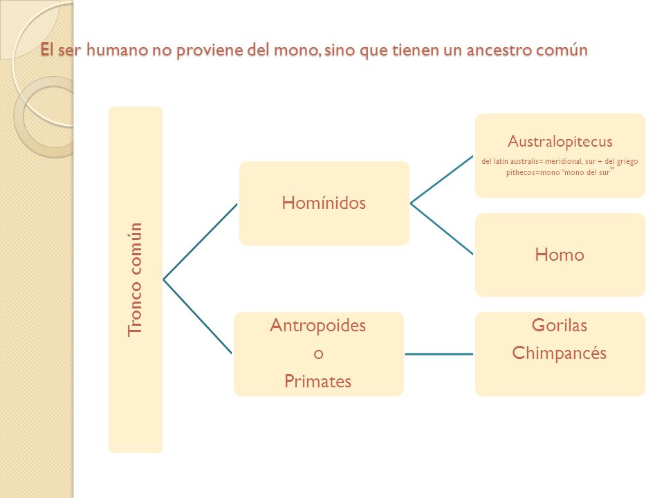 El ser humano no proviene del mono, sino que tienen un ancestro común