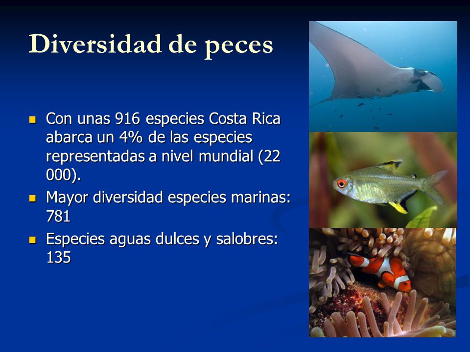 Diversidad de peces Con unas 916 especies Costa Rica abarca un 4% de las especies representadas a nivel mundial (22 000).