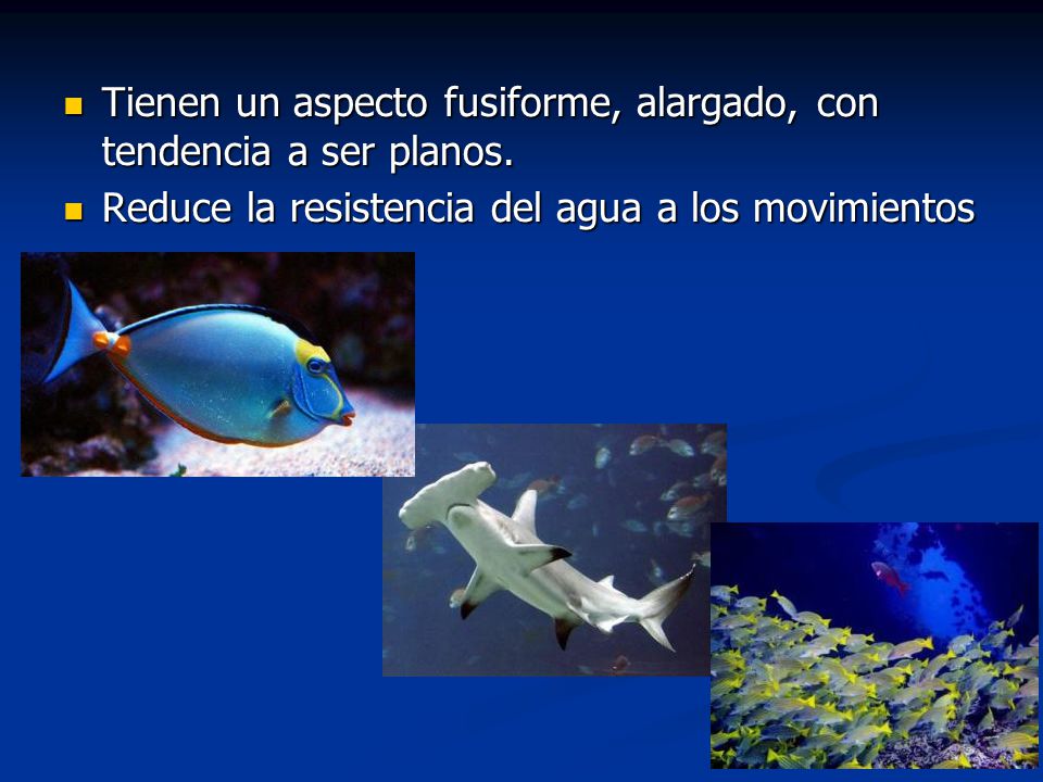 Tienen un aspecto fusiforme, alargado, con tendencia a ser planos.