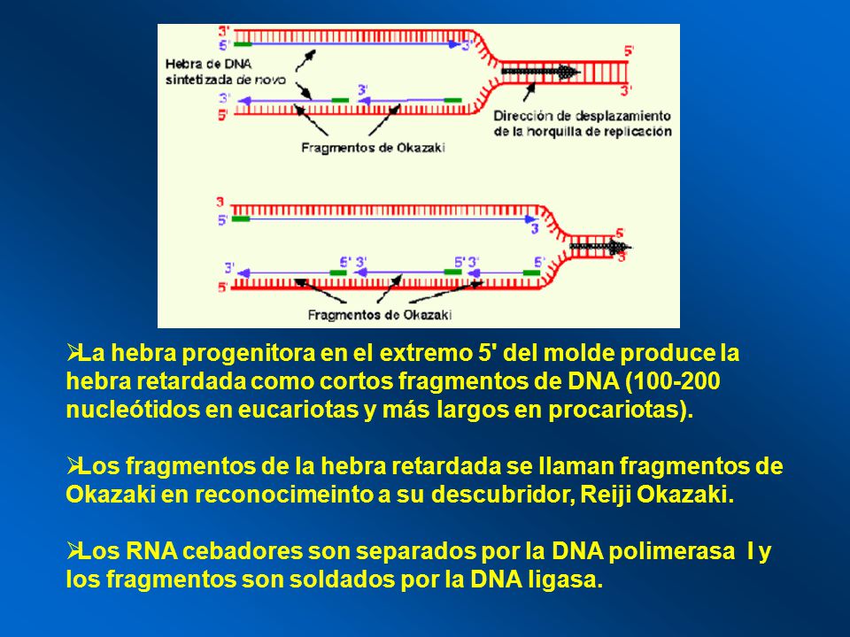 La hebra progenitora en el extremo 5 del molde produce la hebra retardada como cortos fragmentos de DNA ( nucleótidos en eucariotas y más largos en procariotas).