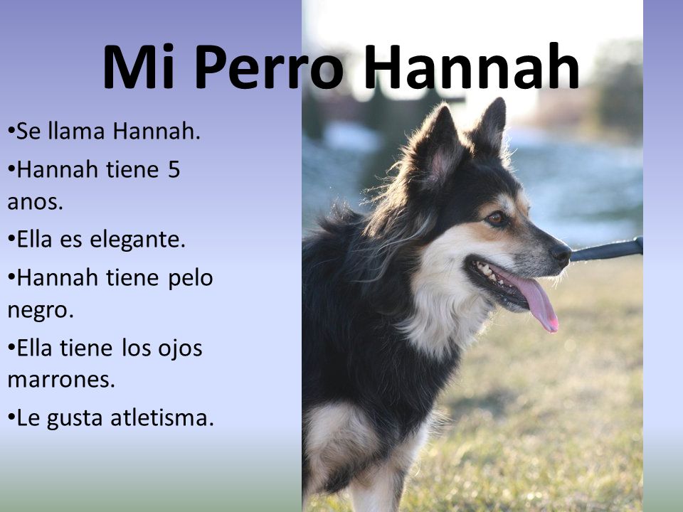 Mi Perro Hannah Se llama Hannah. Hannah tiene 5 anos.