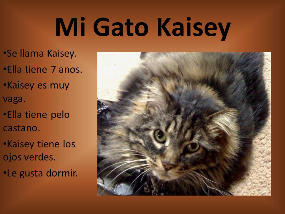Mi Gato Kaisey Se llama Kaisey. Ella tiene 7 anos. Kaisey es muy vaga.