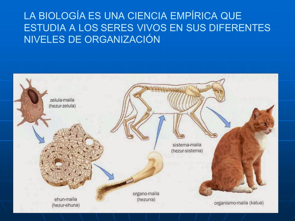 LA BIOLOGÍA ES UNA CIENCIA EMPÍRICA QUE ESTUDIA A LOS SERES VIVOS EN SUS DIFERENTES NIVELES DE ORGANIZACIÓN