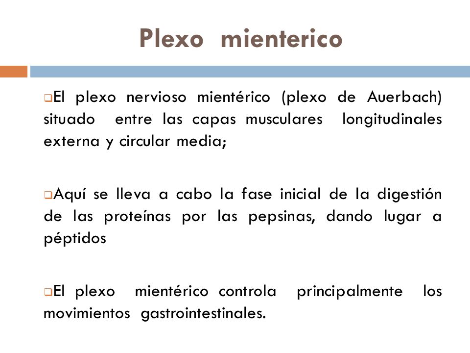 Plexo mienterico El plexo nervioso mientérico (plexo de Auerbach) situado entre las capas musculares longitudinales externa y circular media;