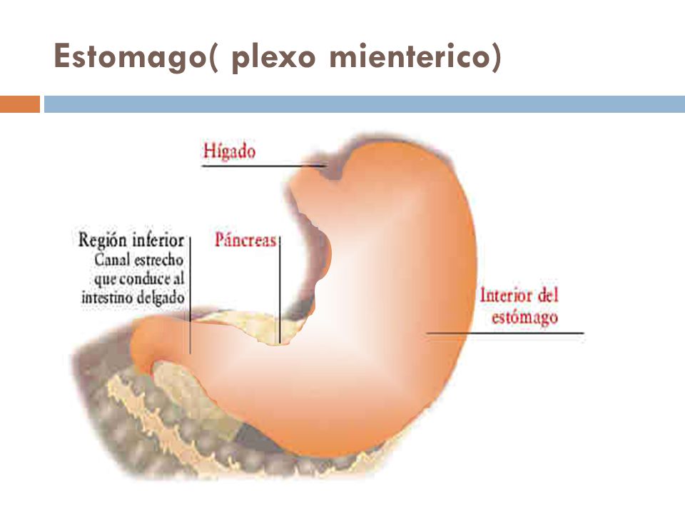 Estomago( plexo mienterico)