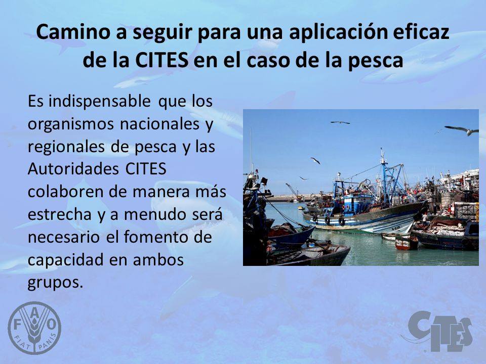 Camino a seguir para una aplicación eficaz de la CITES en el caso de la pesca