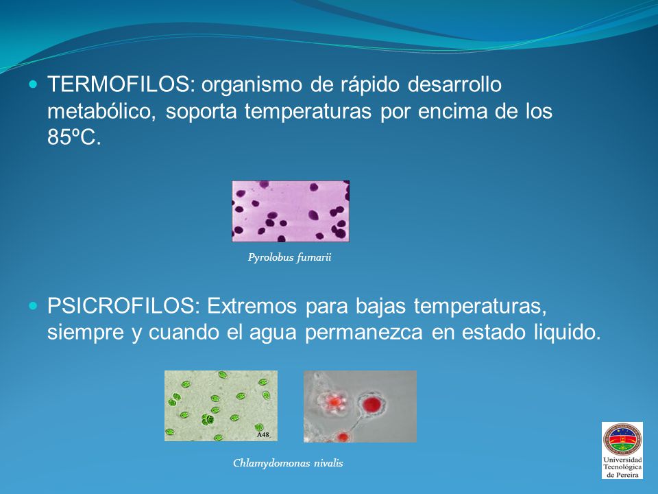 TERMOFILOS: organismo de rápido desarrollo metabólico, soporta temperaturas por encima de los 85ºC.