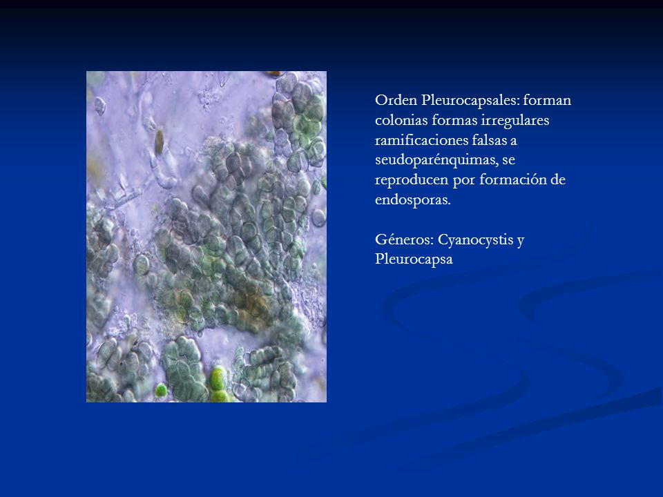 Orden Pleurocapsales: forman colonias formas irregulares ramificaciones falsas a seudoparénquimas, se reproducen por formación de endosporas.