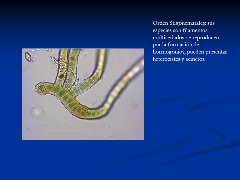 Orden Stigonematales: sus especies son filamentos multiseriados, se reproducen por la formación de hormogonios, pueden presentar heterocistes y acinetos.