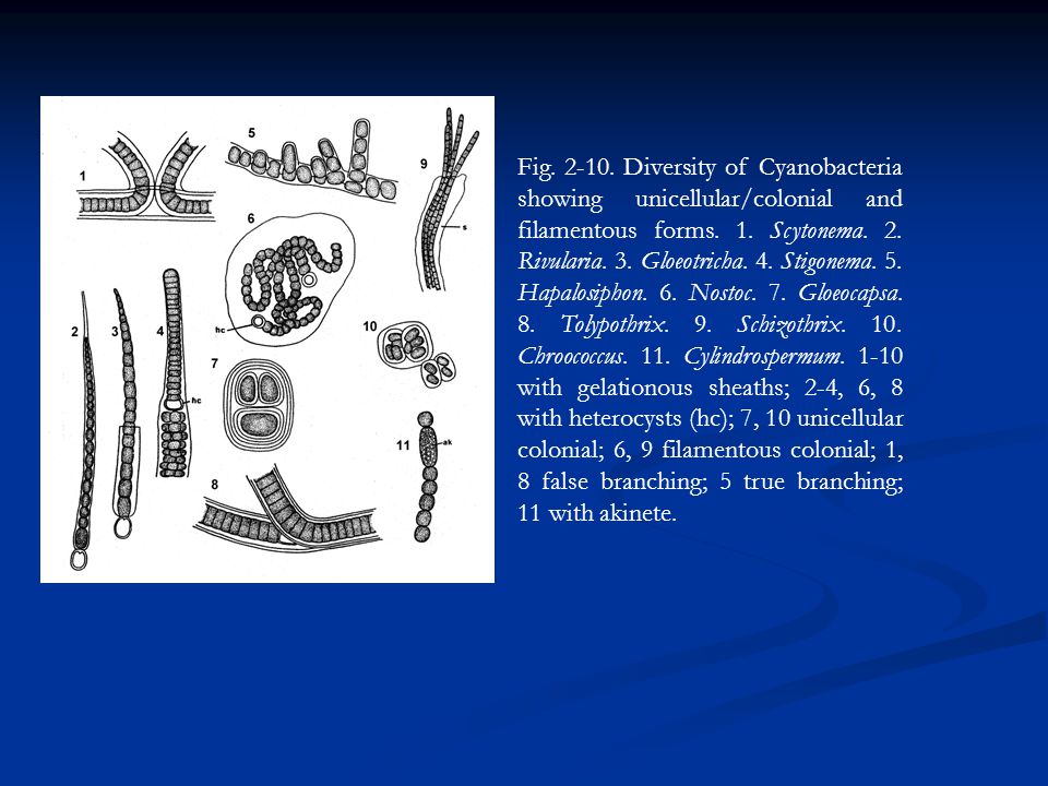Fig Diversity of Cyanobacteria showing unicellular/colonial and filamentous forms.