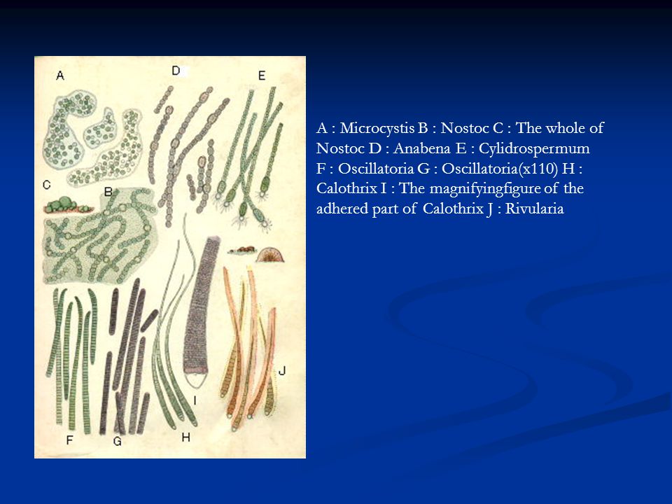 A : Microcystis B : Nostoc C : The whole of Nostoc D : Anabena E : Cylidrospermum F : Oscillatoria G : Oscillatoria(x110) H : Calothrix I : The magnifyingfigure of the adhered part of Calothrix J : Rivularia