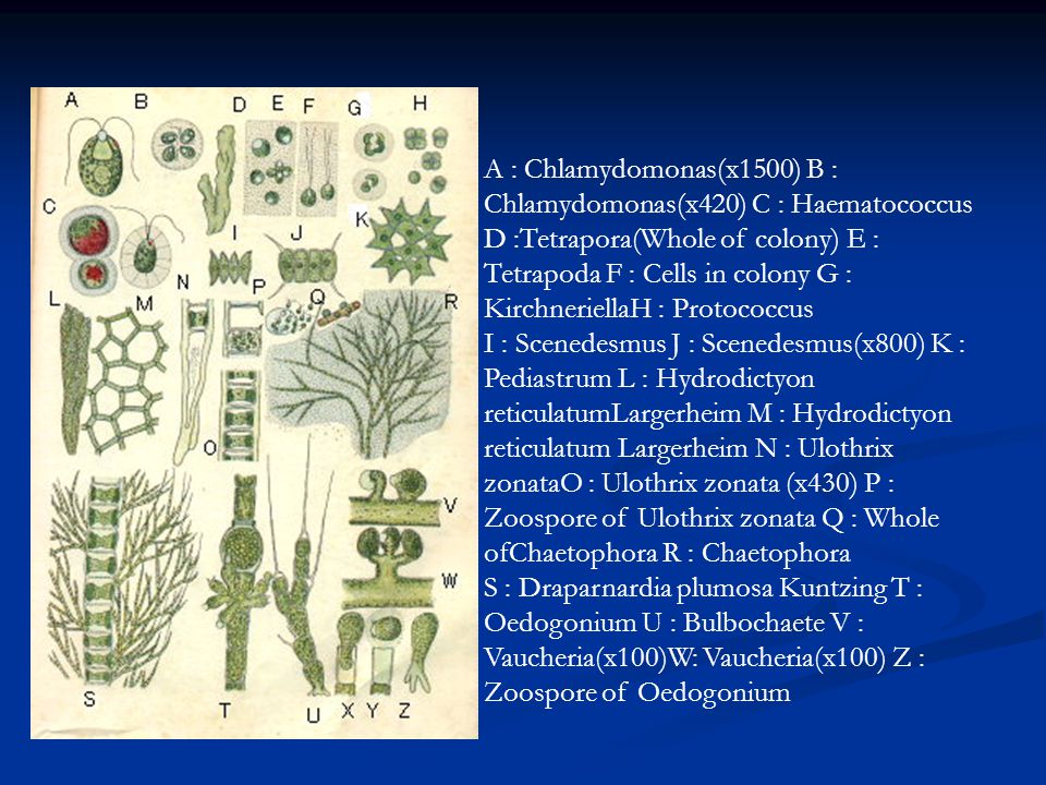 A : Chlamydomonas(x1500) B : Chlamydomonas(x420) C : Haematococcus D :Tetrapora(Whole of colony) E : Tetrapoda F : Cells in colony G : KirchneriellaH : Protococcus I : Scenedesmus J : Scenedesmus(x800) K : Pediastrum L : Hydrodictyon reticulatumLargerheim M : Hydrodictyon reticulatum Largerheim N : Ulothrix zonataO : Ulothrix zonata (x430) P : Zoospore of Ulothrix zonata Q : Whole ofChaetophora R : Chaetophora S : Draparnardia plumosa Kuntzing T : Oedogonium U : Bulbochaete V : Vaucheria(x100)W: Vaucheria(x100) Z : Zoospore of Oedogonium