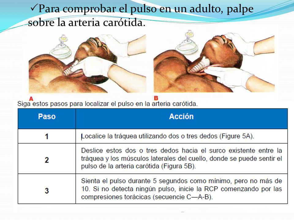 Para comprobar el pulso en un adulto, palpe sobre la arteria carótida.