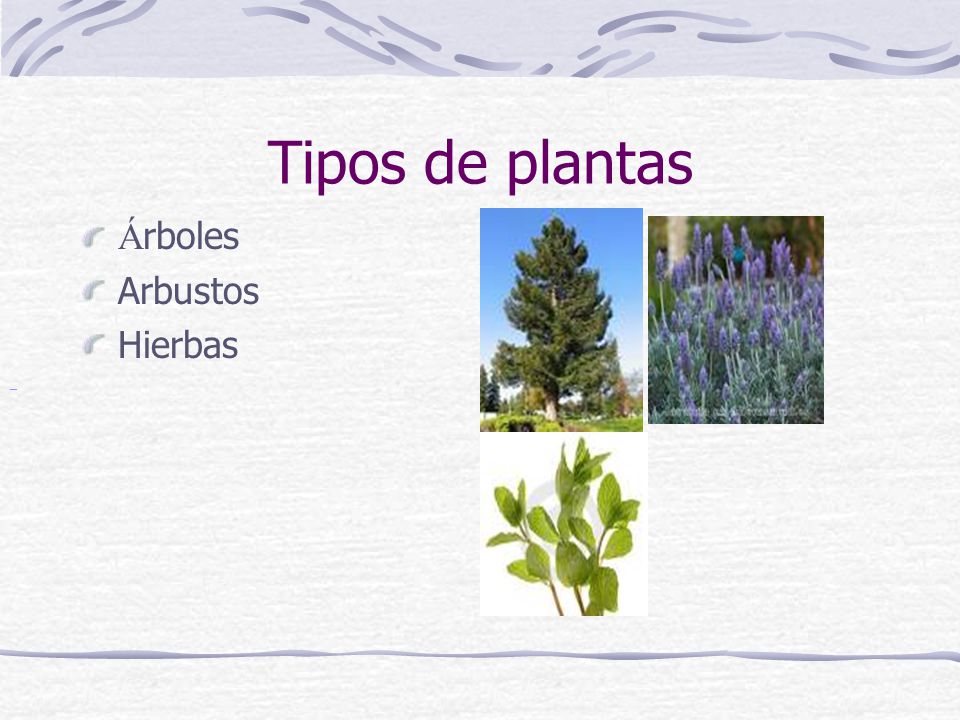Tipos de plantas Árboles. Arbustos. Hierbas.