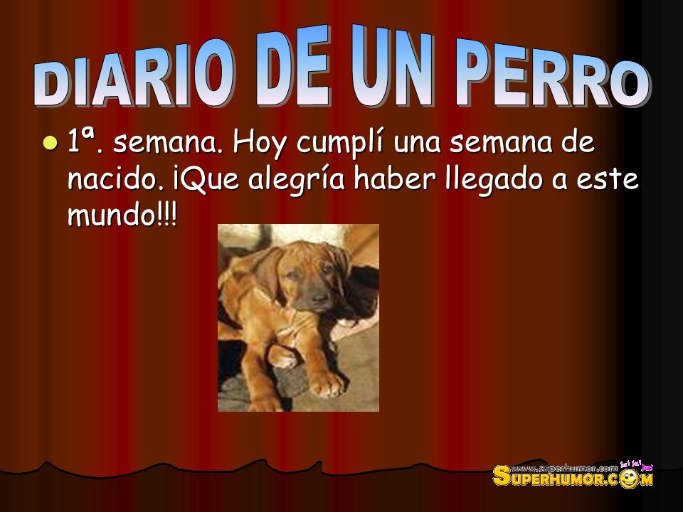 DIARIO DE UN PERRO 1ª. semana. Hoy cumplí una semana de nacido.