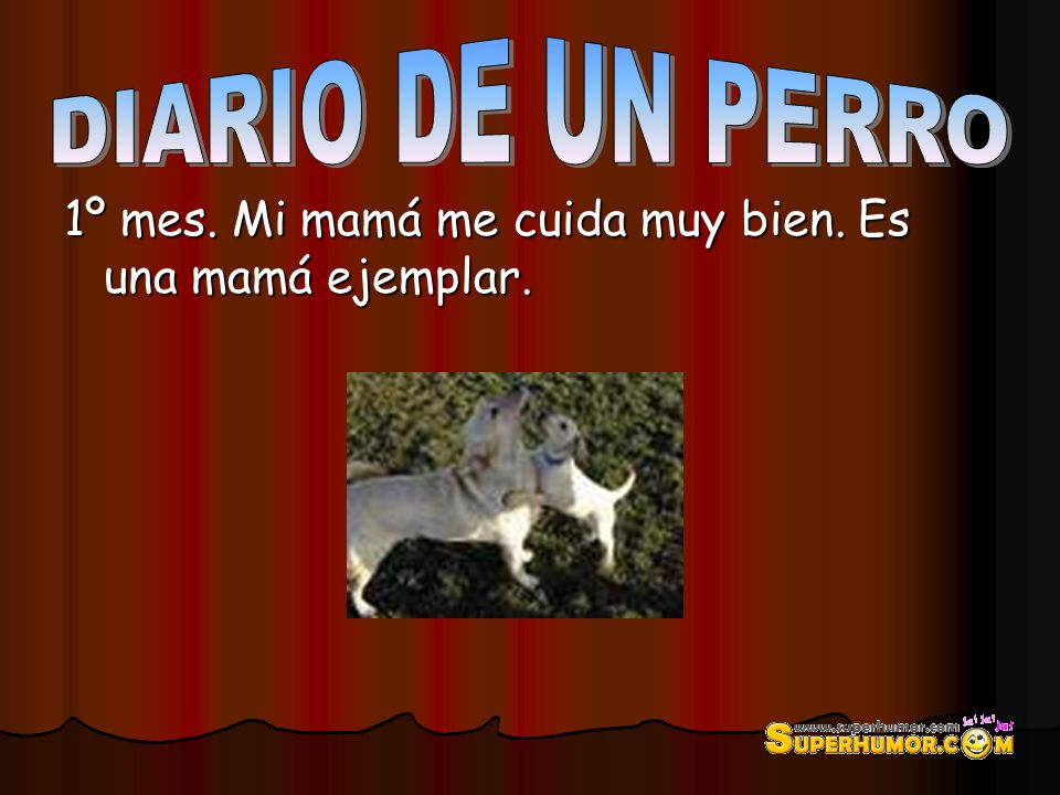 DIARIO DE UN PERRO 1º mes. Mi mamá me cuida muy bien. Es una mamá ejemplar.
