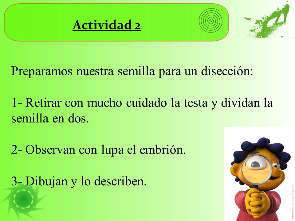 Actividad 2 Preparamos nuestra semilla para un disección: 1- Retirar con mucho cuidado la testa y dividan la semilla en dos.