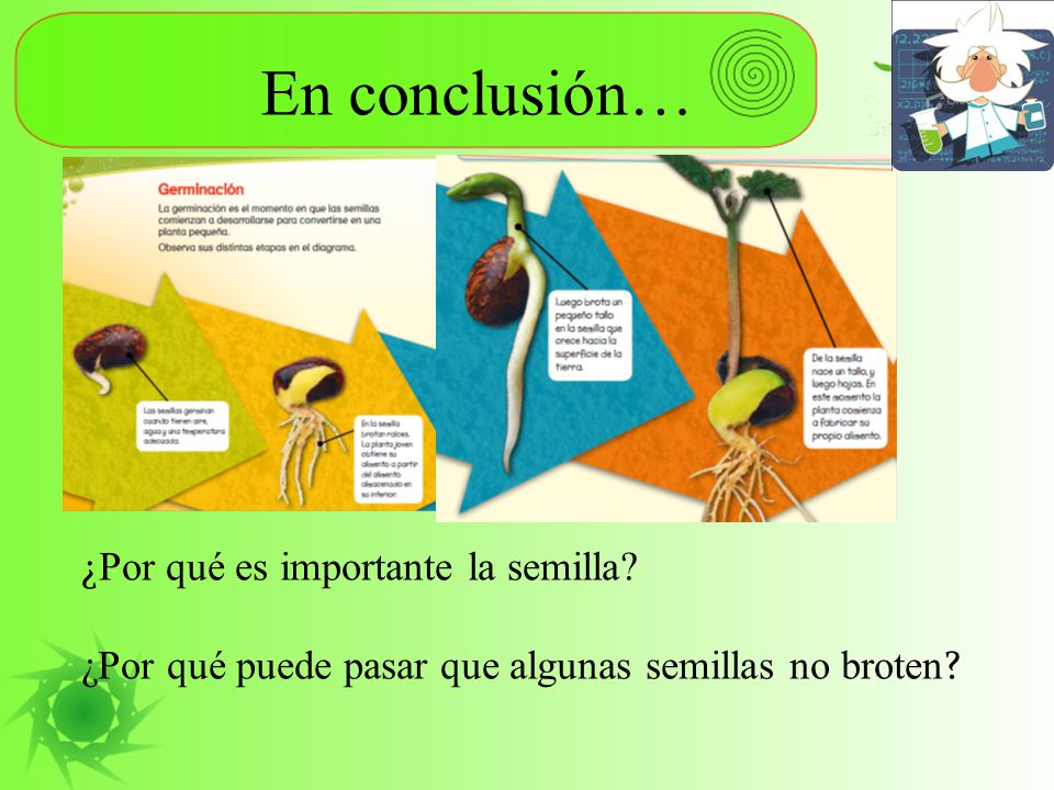 En conclusión… ¿Por qué es importante la semilla