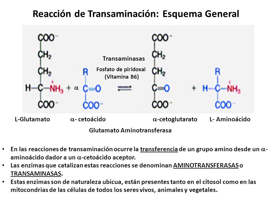 Reacción de Transaminación: Esquema General