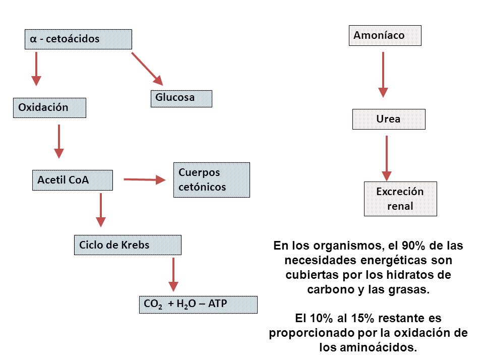Amoníaco α - cetoácidos. Glucosa. Oxidación. Urea. Cuerpos cetónicos. Acetil CoA. Excreción renal.