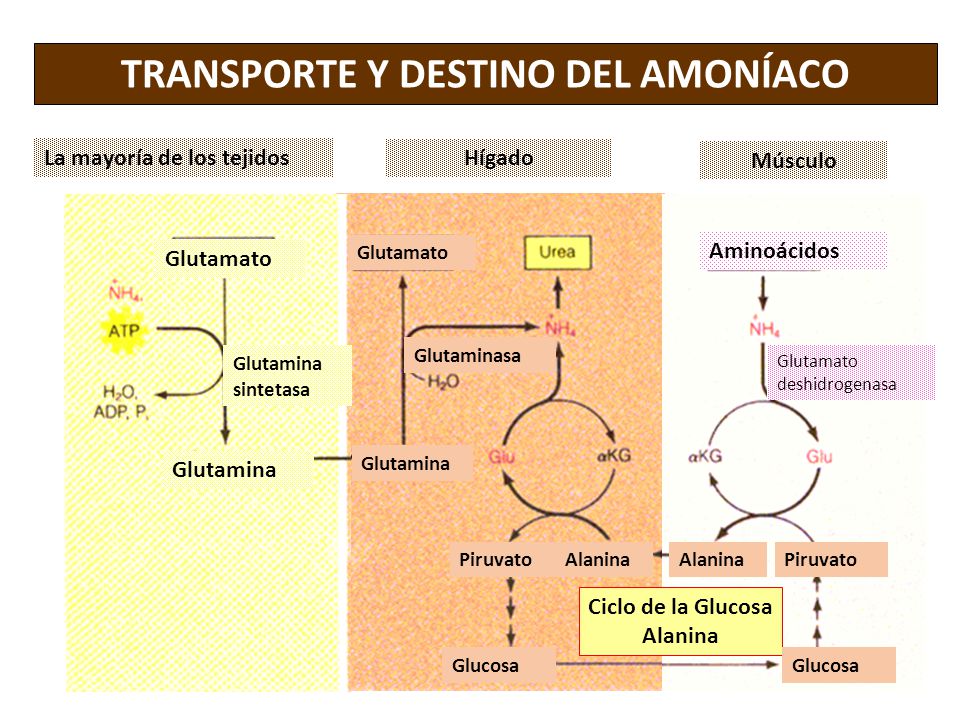 TRANSPORTE Y DESTINO DEL AMONÍACO Ciclo de la Glucosa Alanina