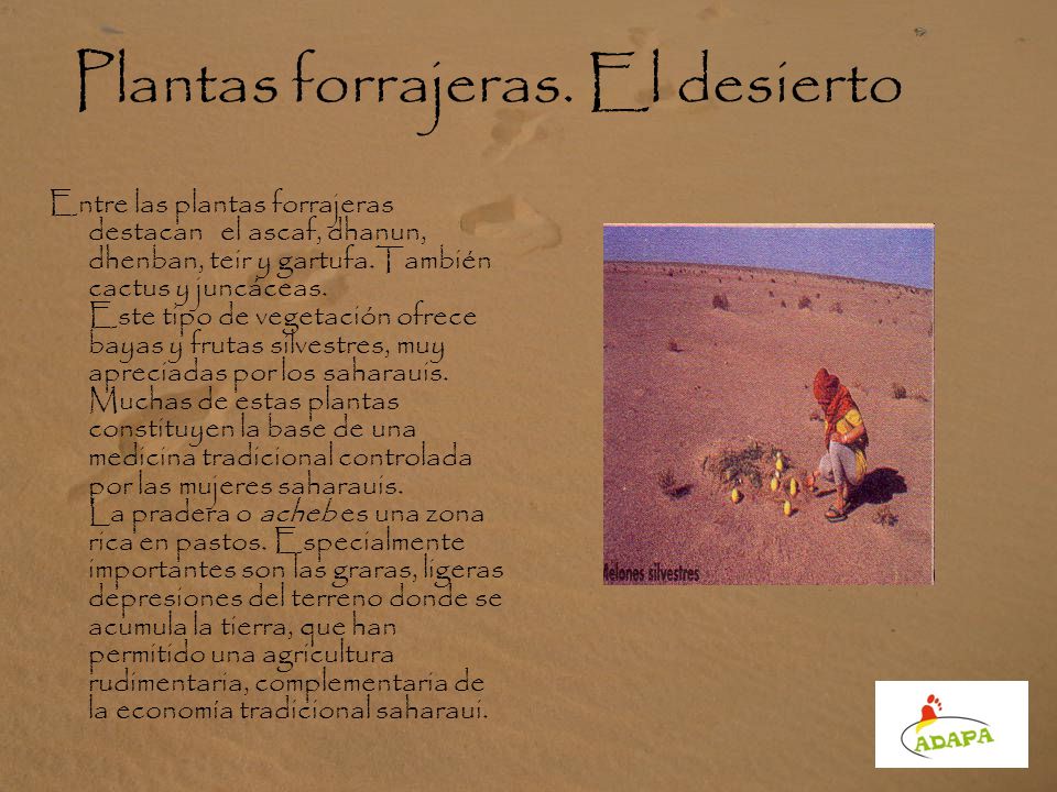 Plantas forrajeras. El desierto