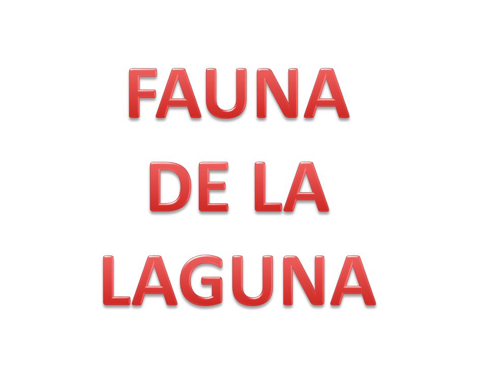 FAUNA DE LA LAGUNA