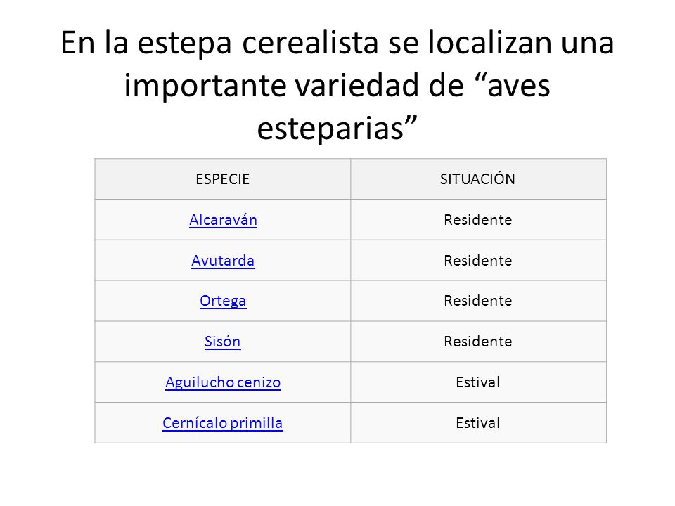 En la estepa cerealista se localizan una importante variedad de aves esteparias