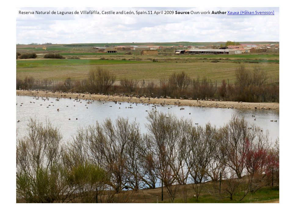 Reserva Natural de Lagunas de Villafáfila, Castile and León, Spain