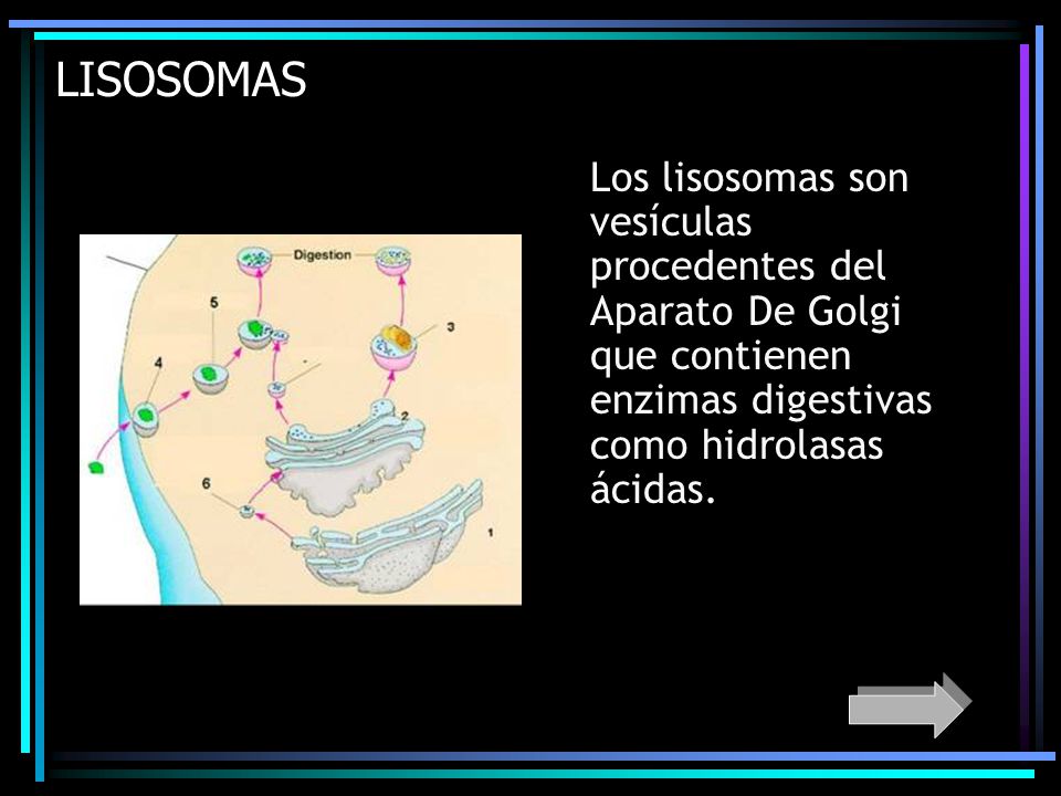 LISOSOMAS Los lisosomas son vesículas procedentes del Aparato De Golgi que contienen enzimas digestivas como hidrolasas ácidas.