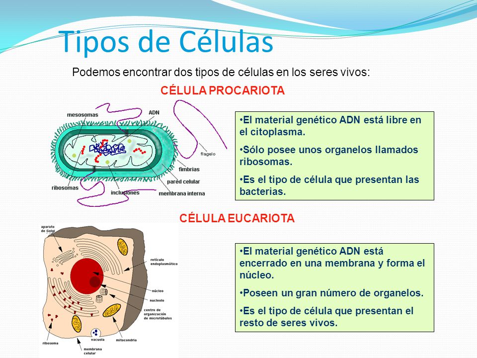 Tipos de Células Podemos encontrar dos tipos de células en los seres vivos: CÉLULA PROCARIOTA.