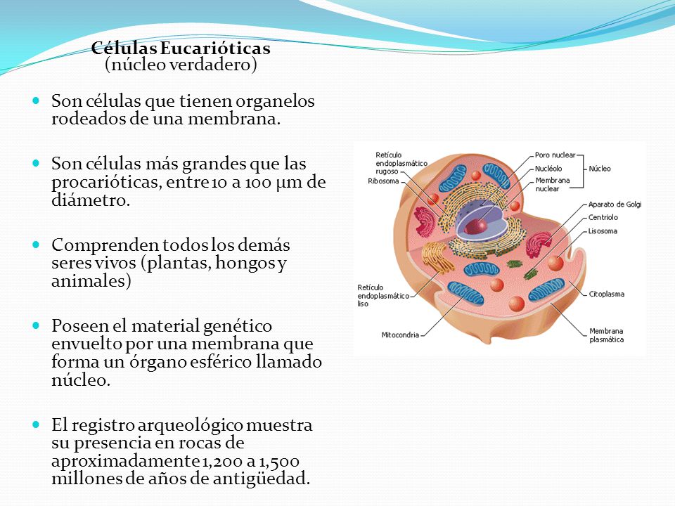 Células Eucarióticas (núcleo verdadero) Son células que tienen organelos rodeados de una membrana.