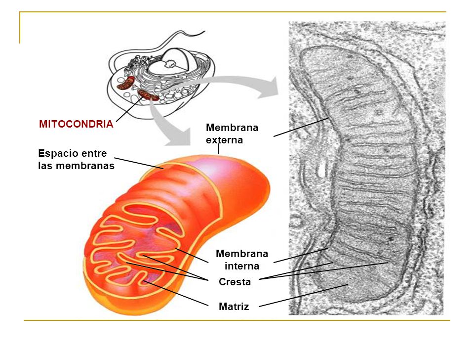 Membrana externa MITOCONDRIA Espacio entre las membranas Membrana interna Cresta Matriz