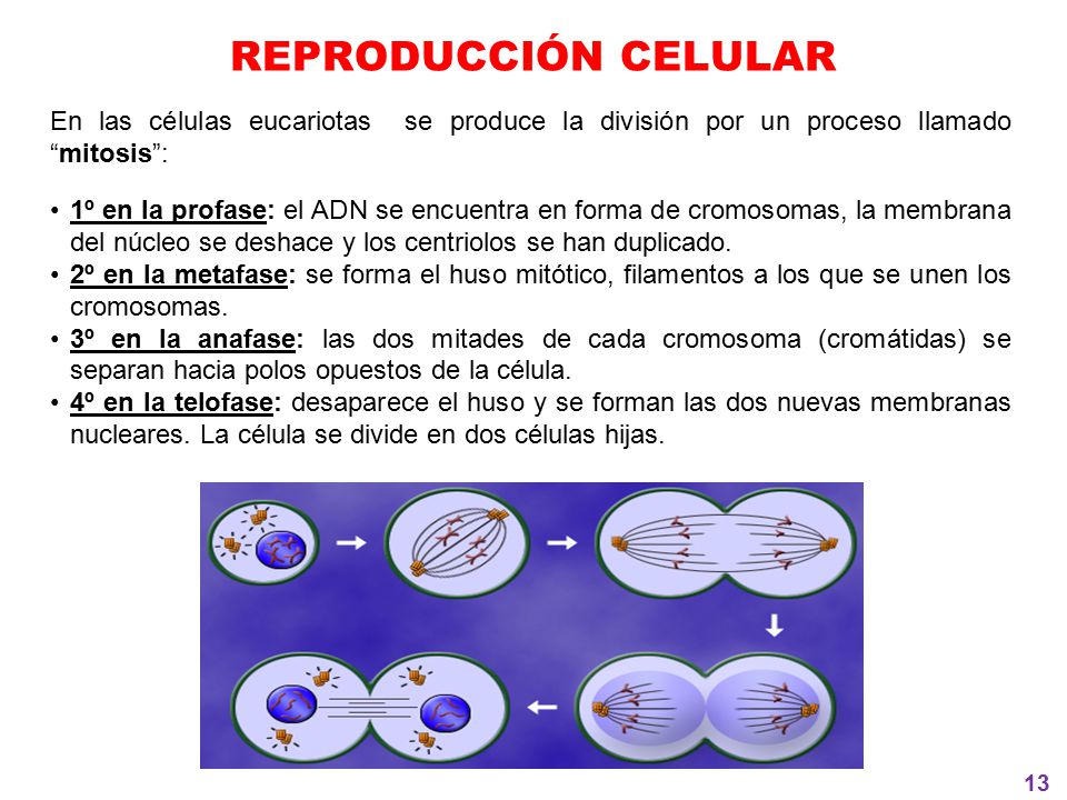 REPRODUCCIÓN CELULAR En las células eucariotas se produce la división por un proceso llamado mitosis :