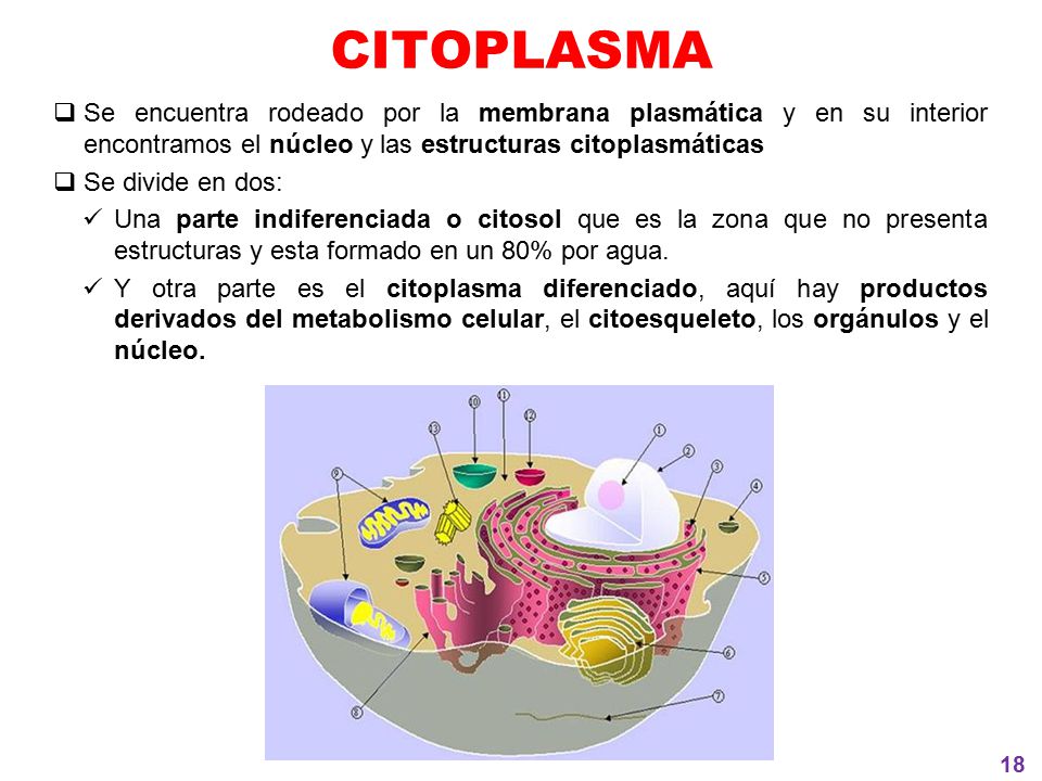 CITOPLASMA Se encuentra rodeado por la membrana plasmática y en su interior encontramos el núcleo y las estructuras citoplasmáticas.