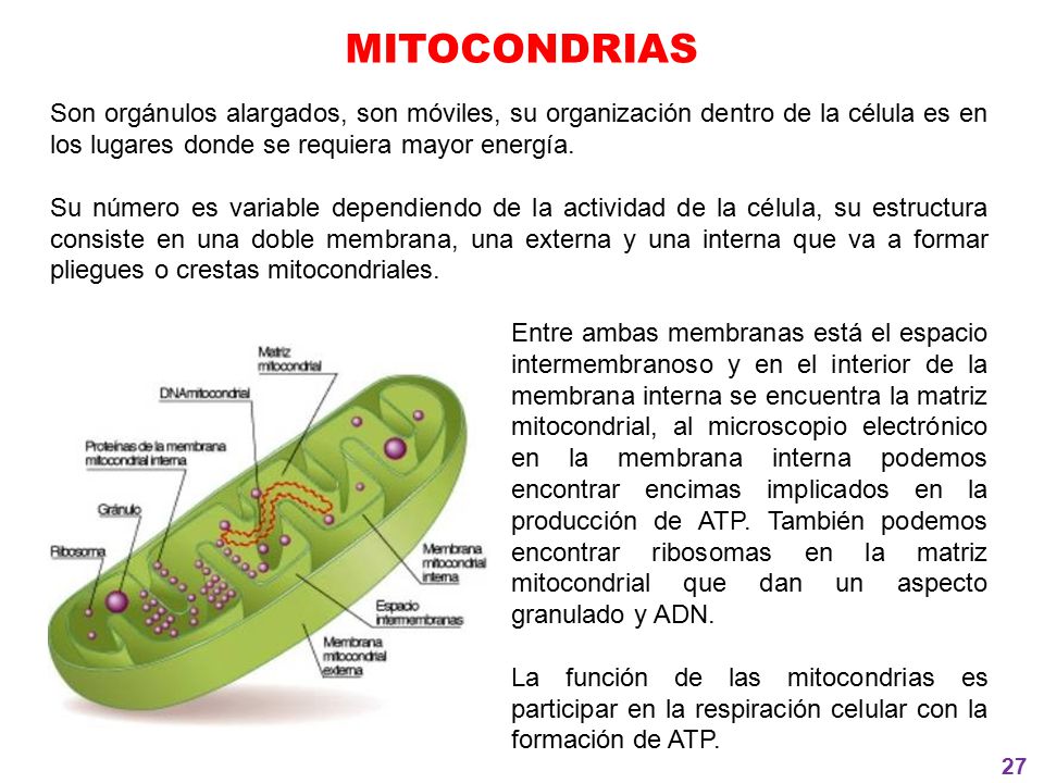 MITOCONDRIAS Son orgánulos alargados, son móviles, su organización dentro de la célula es en los lugares donde se requiera mayor energía.