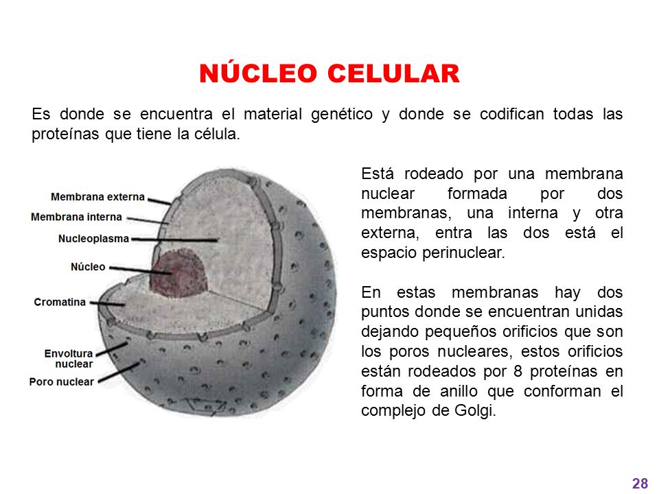 NÚCLEO CELULAR Es donde se encuentra el material genético y donde se codifican todas las proteínas que tiene la célula.