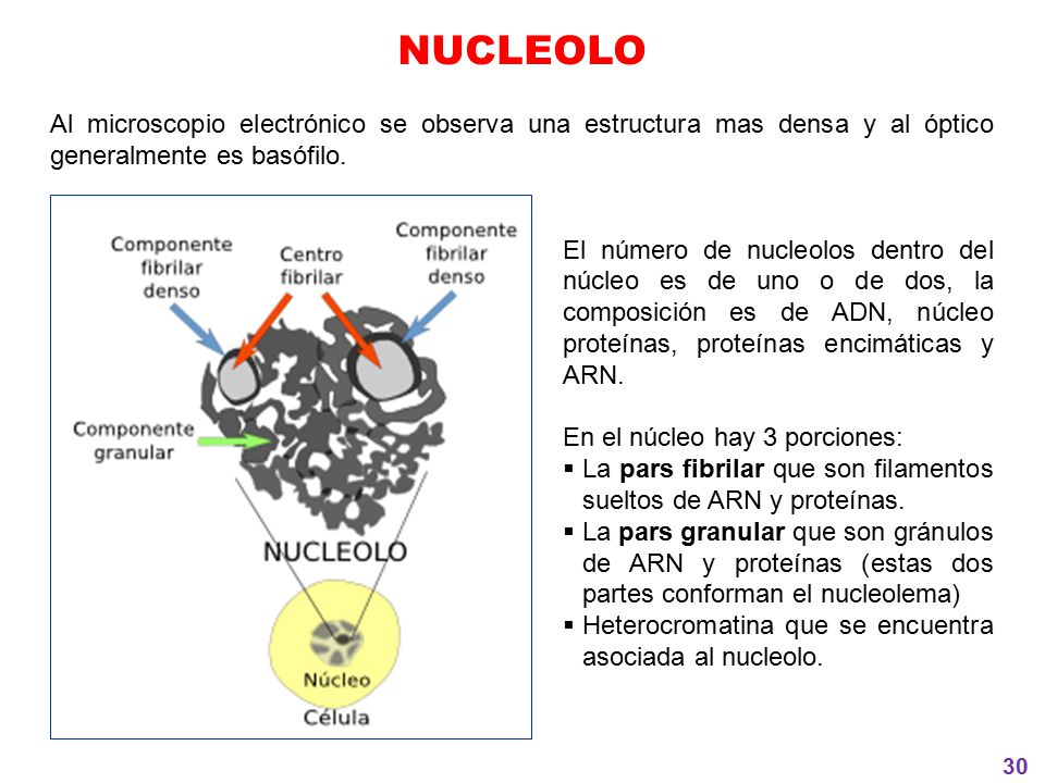 NUCLEOLO Al microscopio electrónico se observa una estructura mas densa y al óptico generalmente es basófilo.