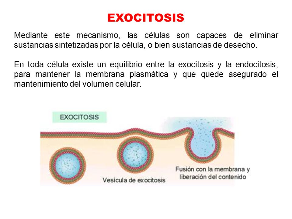 EXOCITOSIS Mediante este mecanismo, las células son capaces de eliminar sustancias sintetizadas por la célula, o bien sustancias de desecho.