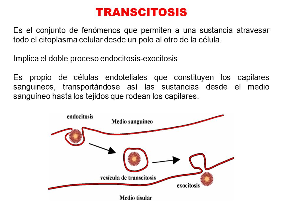 TRANSCITOSIS Es el conjunto de fenómenos que permiten a una sustancia atravesar todo el citoplasma celular desde un polo al otro de la célula.