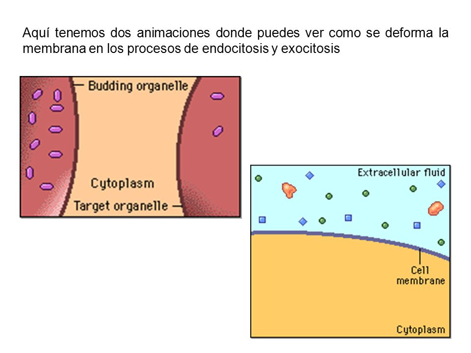 Aquí tenemos dos animaciones donde puedes ver como se deforma la membrana en los procesos de endocitosis y exocitosis