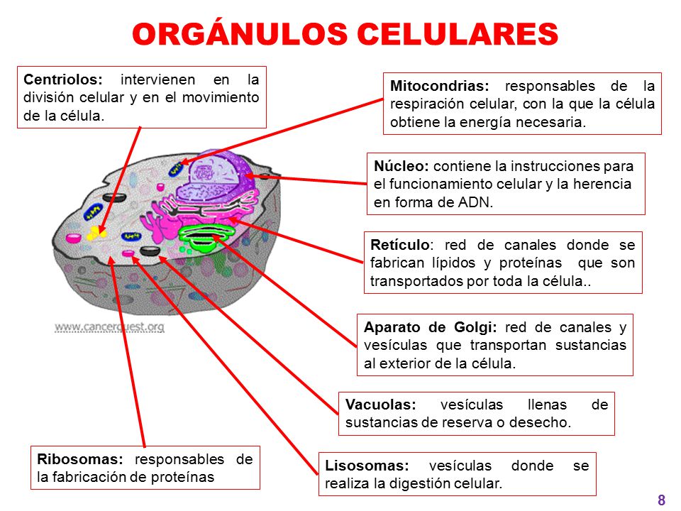 ORGÁNULOS CELULARES Centriolos: intervienen en la división celular y en el movimiento de la célula.