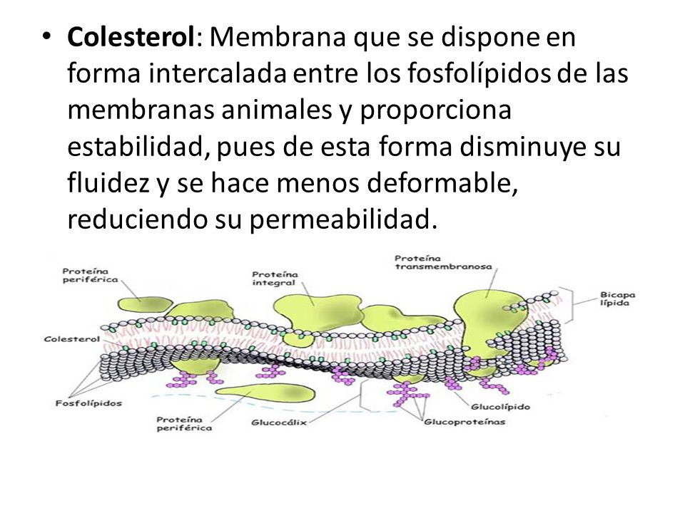 Colesterol: Membrana que se dispone en forma intercalada entre los fosfolípidos de las membranas animales y proporciona estabilidad, pues de esta forma disminuye su fluidez y se hace menos deformable, reduciendo su permeabilidad.
