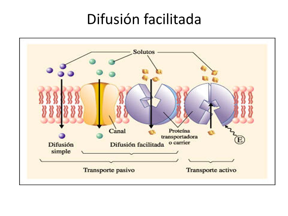 Difusión facilitada